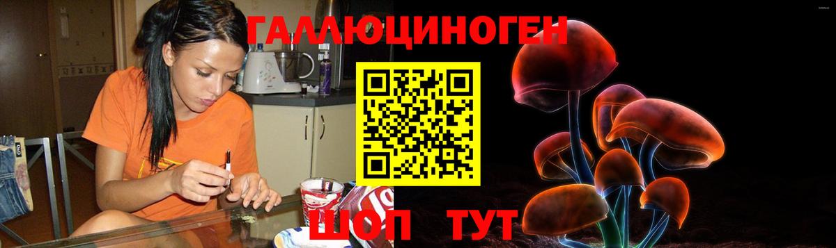 Галлюциногенные грибы Psilocybe Ленинск-Кузнецкий